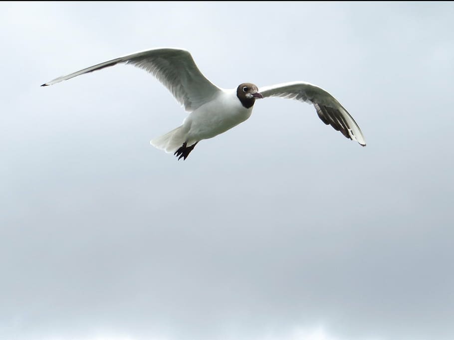 seagull, fly, glide, sail, elegant, bird, sky, baltic sea, coast HD wallpaper