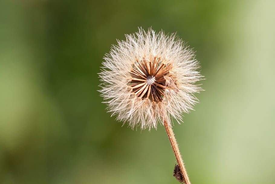 Infructescence, Seeds, Ball, Thistle, nature, spider, flower HD wallpaper