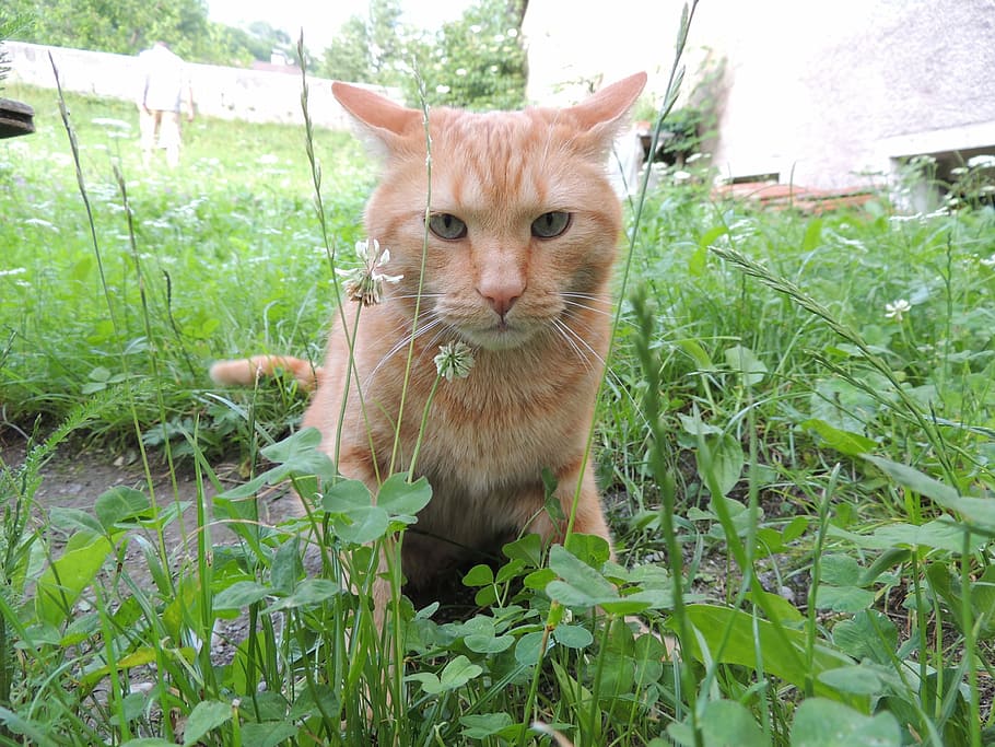 cat, animal, grass, mammal, one animal, animal themes, plant HD wallpaper