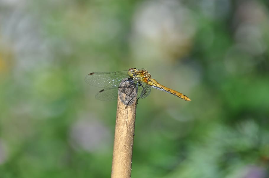 dragonfly, red dragonfly, insect, animal wildlife, animals in the wild HD wallpaper