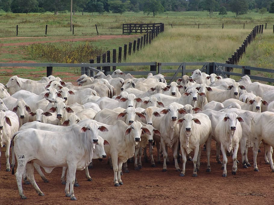 herd, bitch, nellore, many cows, cattle, livestock, domestic animals HD wallpaper