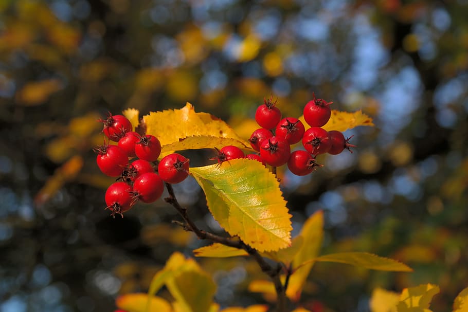 berries, fruits, red, tree, leaves, berry red, leather leaf weißdorn, HD wallpaper