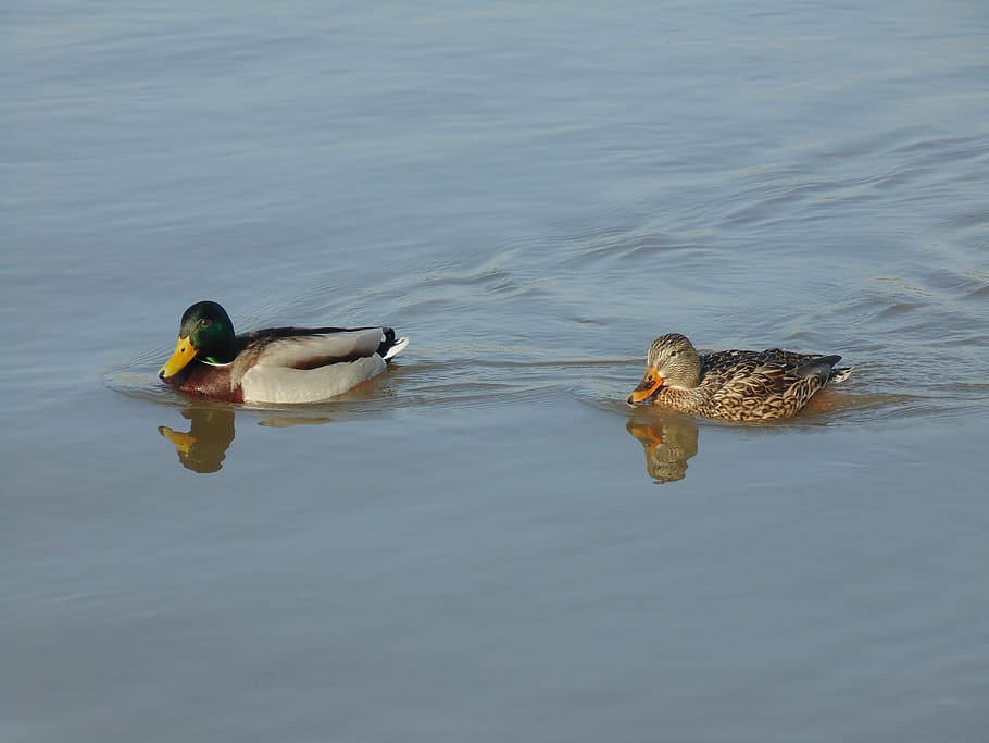ducks, water, bird, river, mallard Duck, nature, animal, wildlife HD wallpaper