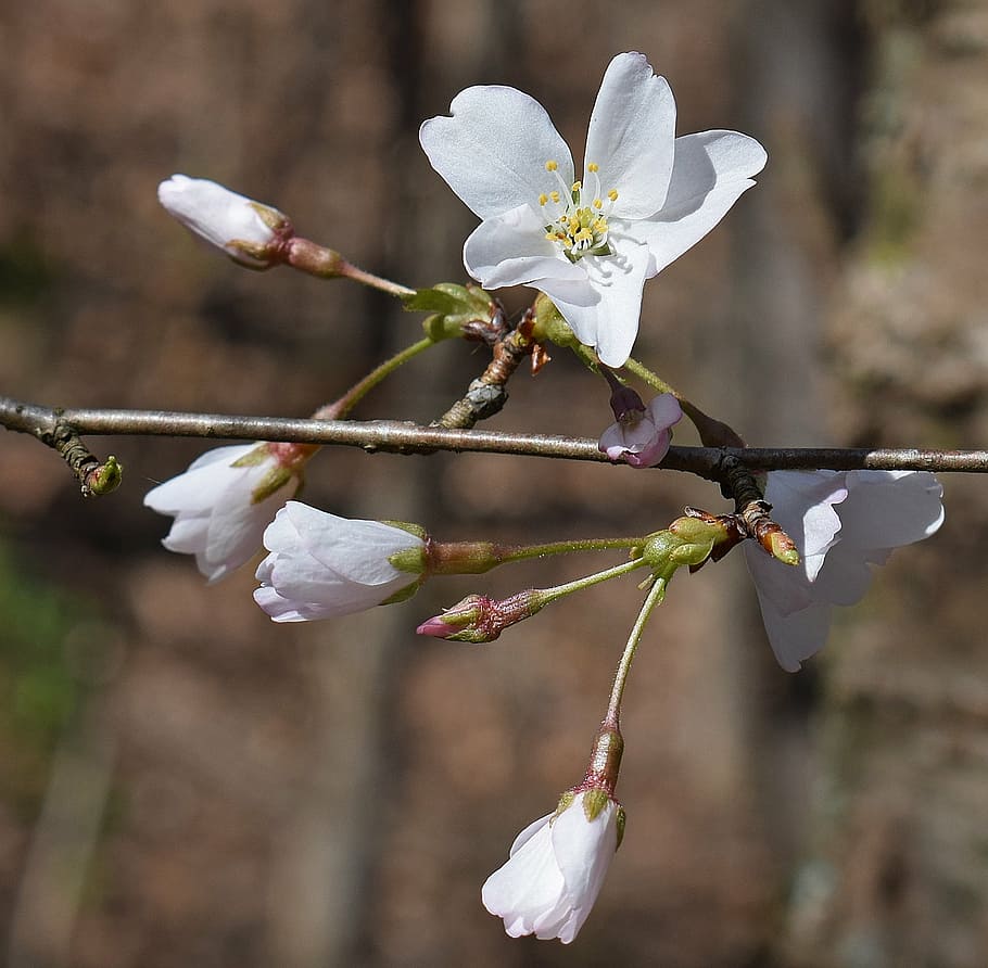 delicate cherry blossoms, wild cherry, tree, buds, flower, bloom HD wallpaper