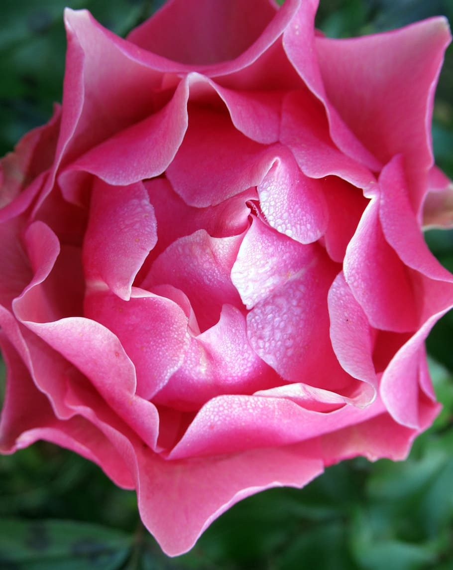 garden, rose, dew, flower, flowering plant, pink color, beauty in nature HD wallpaper