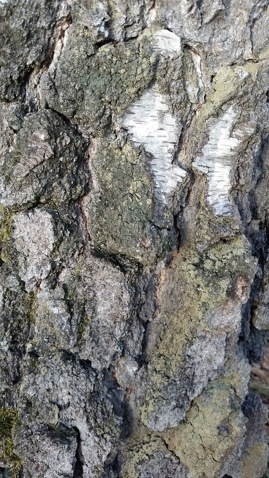 Tree, Background, Texture, Wood, Bark, rock - object, textured HD wallpaper