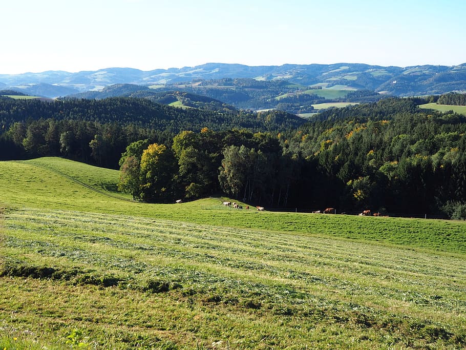 nature, meadow, bucklige welt, swing, lower austria, green, HD wallpaper