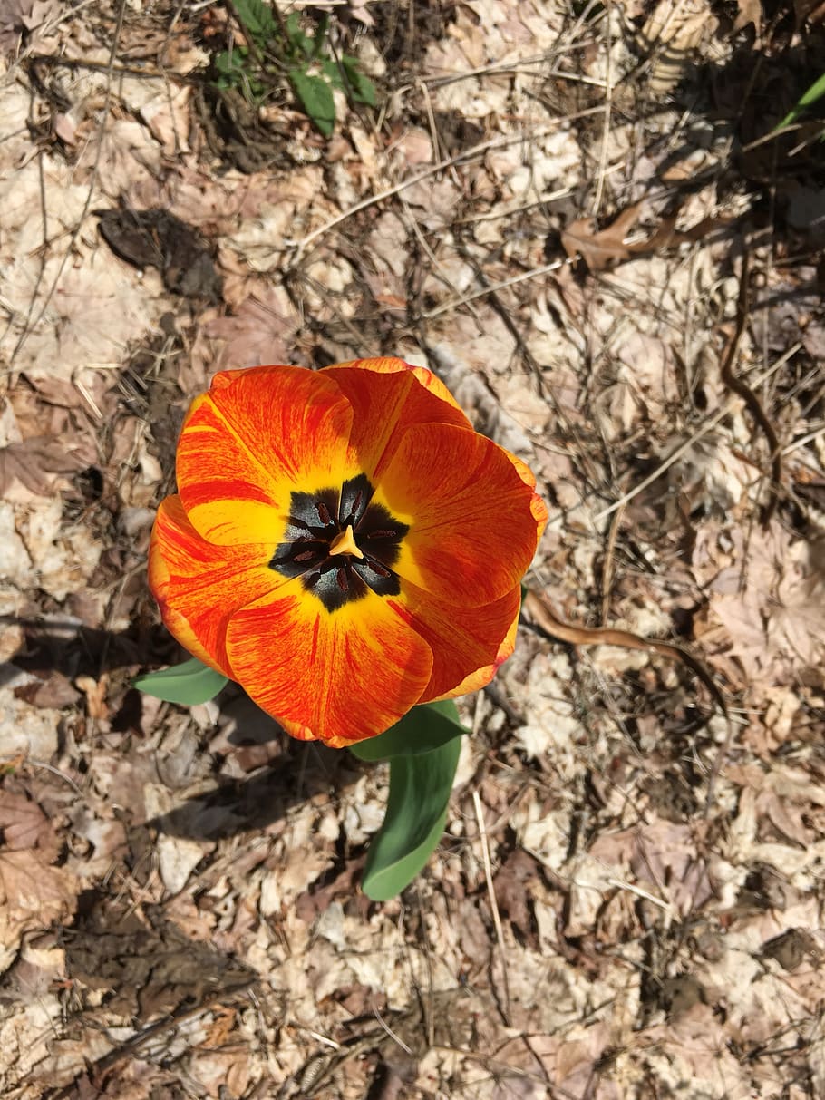 new beginnings, flower, spring, orange, flowering plant, freshness HD wallpaper