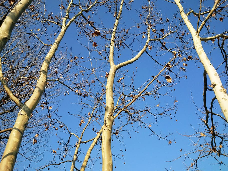 Tree, Branches, Plant, Sky, park, autumn, trunk, blue, clear sky HD wallpaper