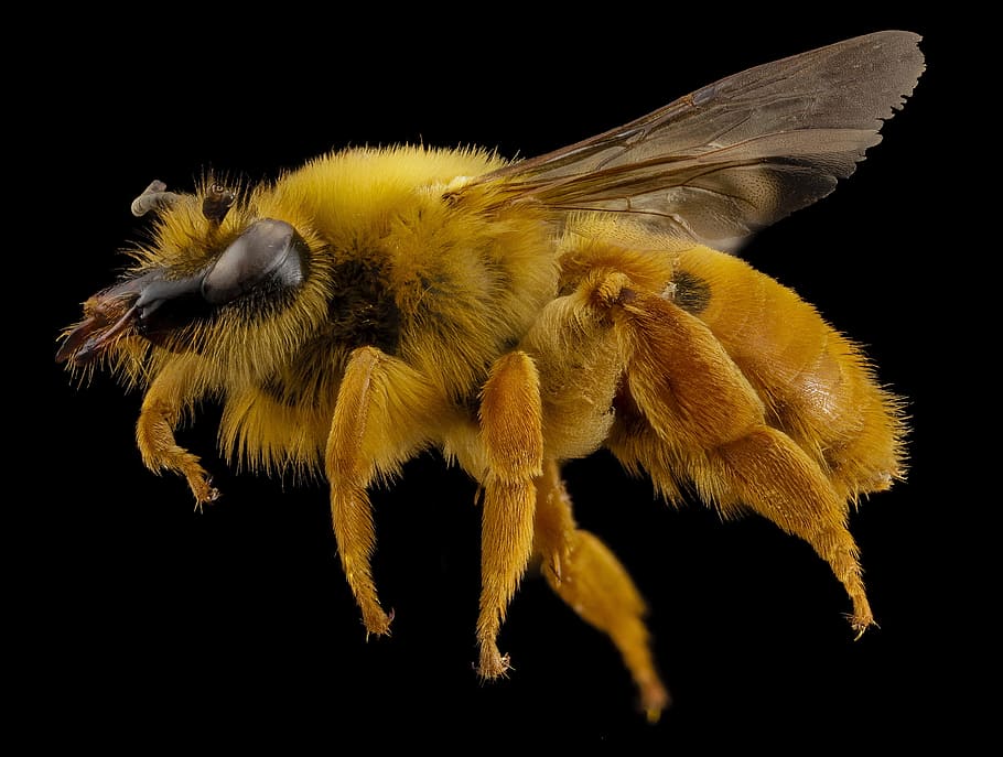 bee, chile, insect, macro, wings, nature, pollen, agriculture HD wallpaper