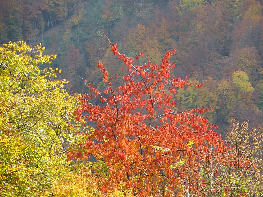 foliage, fall, nature, trees, bright colors, light, leaves fall HD wallpaper