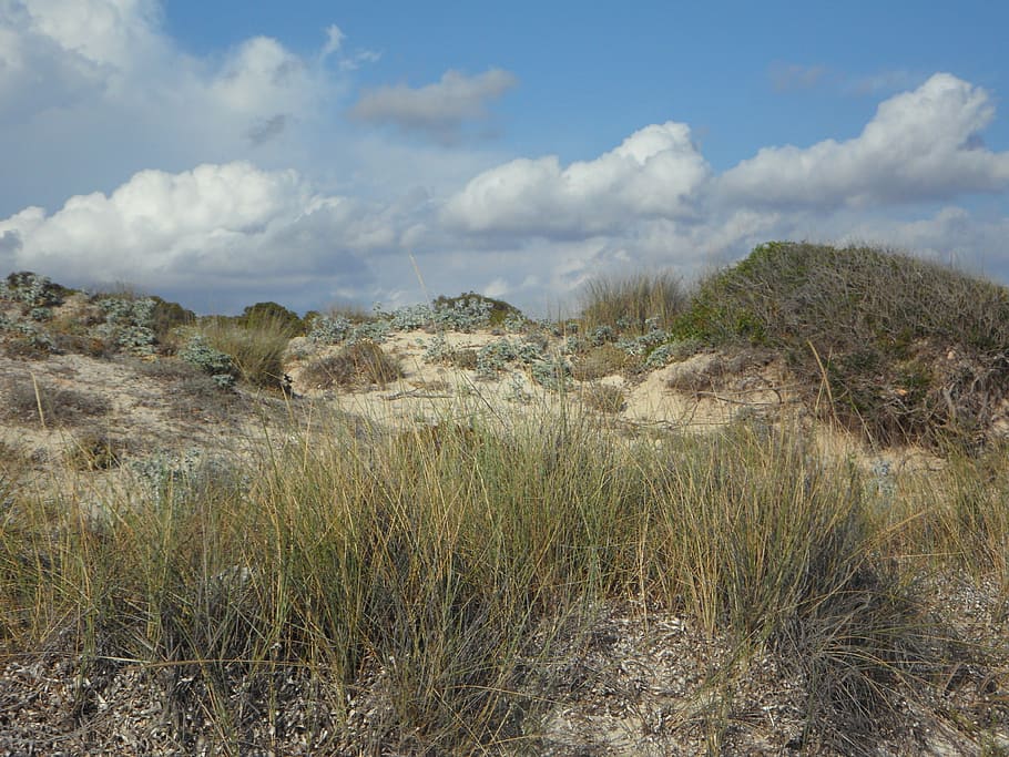 dunes, dune landscape, empty, fouling, sandy, rest, quiet, relaxation, HD wallpaper