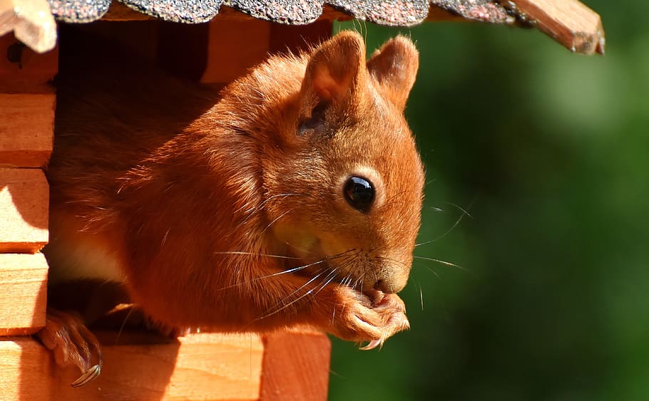 squirrel on brown wooden frame, cute, animal, nager, nature HD wallpaper