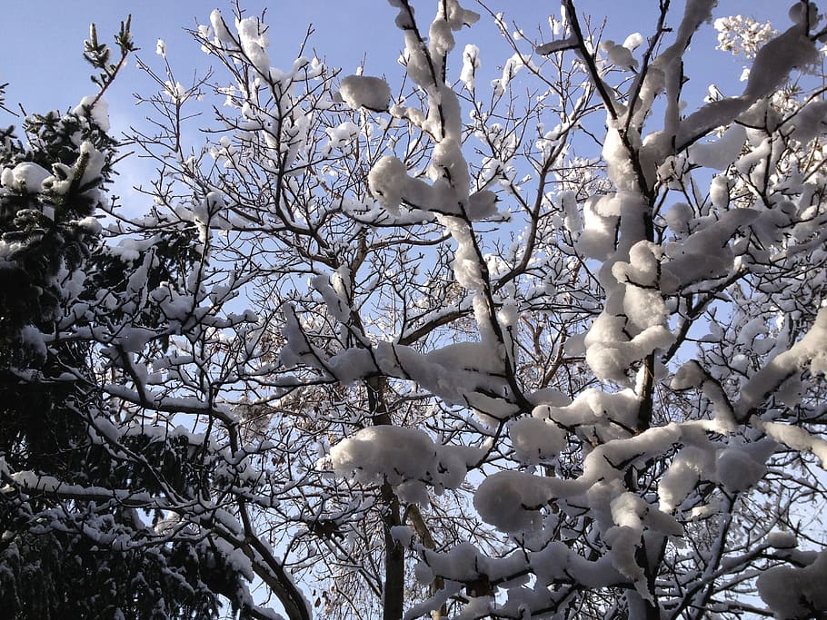 winter, snow, trees, nature, branch, plant, no people, growth HD wallpaper