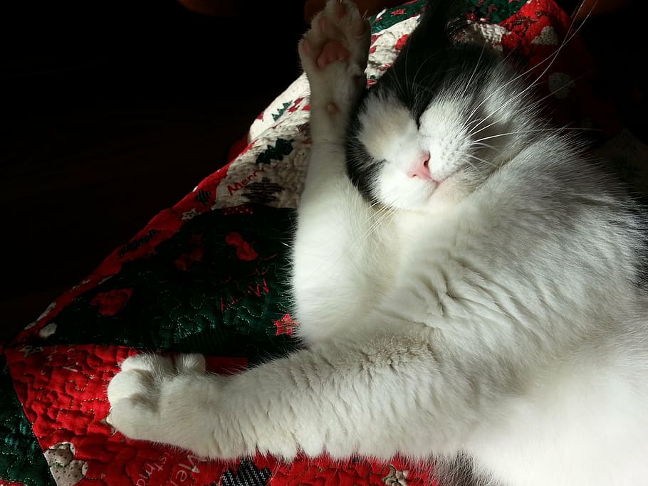 short-coated white and grey cat, washing, relax, pet, animal HD wallpaper
