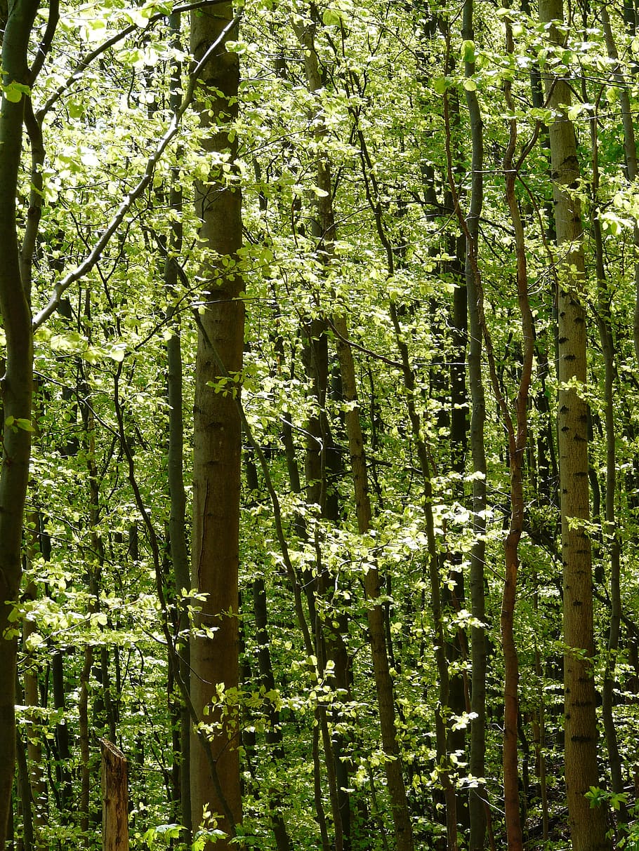 forest, light, trees, book, strains, nature, idyll, plant, growth HD wallpaper