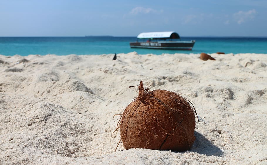 shallow focus photography of coconut during daytime, beach HD wallpaper