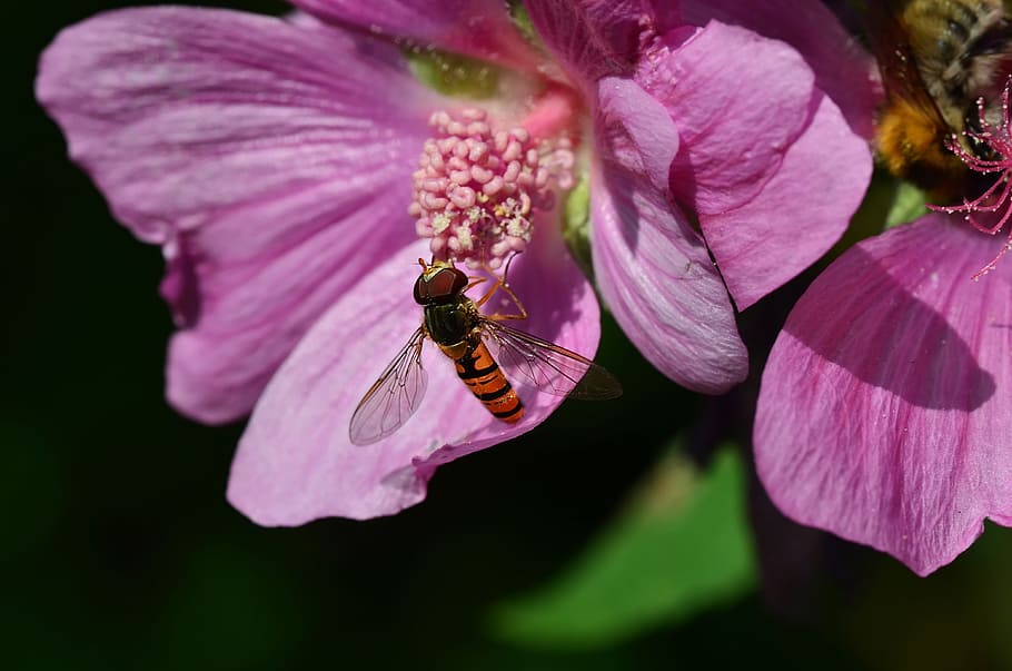 flying insect, nature, forage, flowering plant, invertebrate HD wallpaper