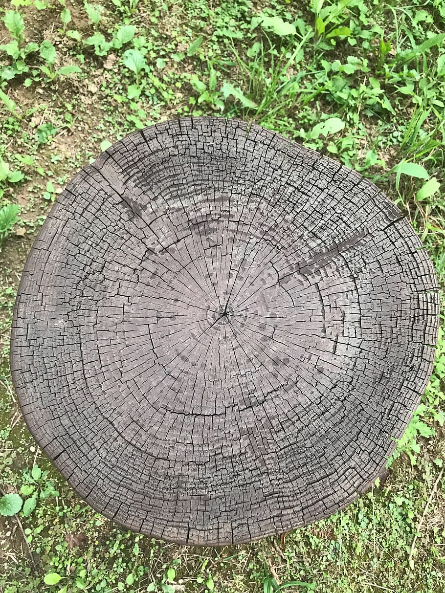 cut trees, annual zone, circle, nature, texture, wood, all these years
