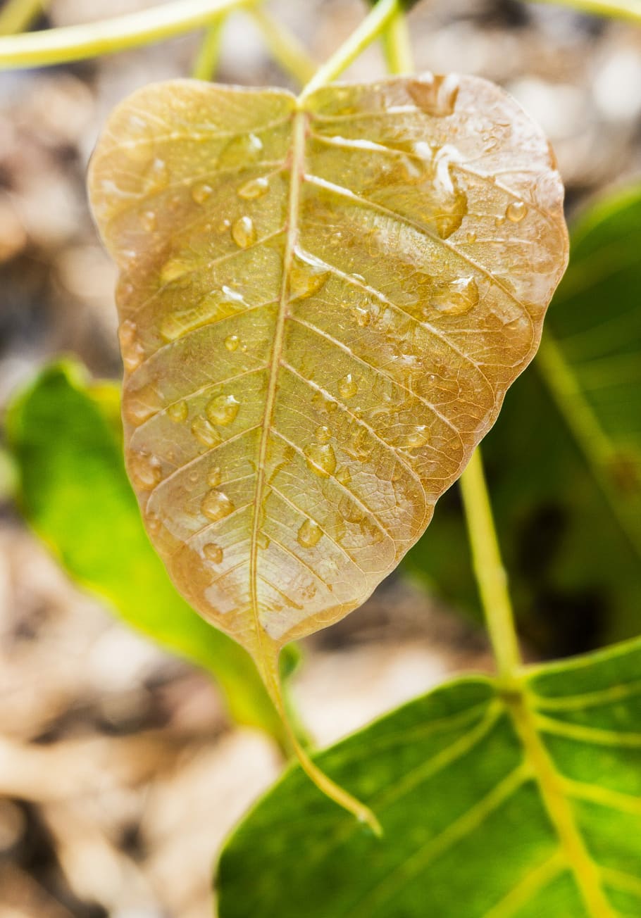 Young Bodhi Leaf, Bodhi Leaf, dewdrop on leaf, dewdrop awakening HD wallpaper