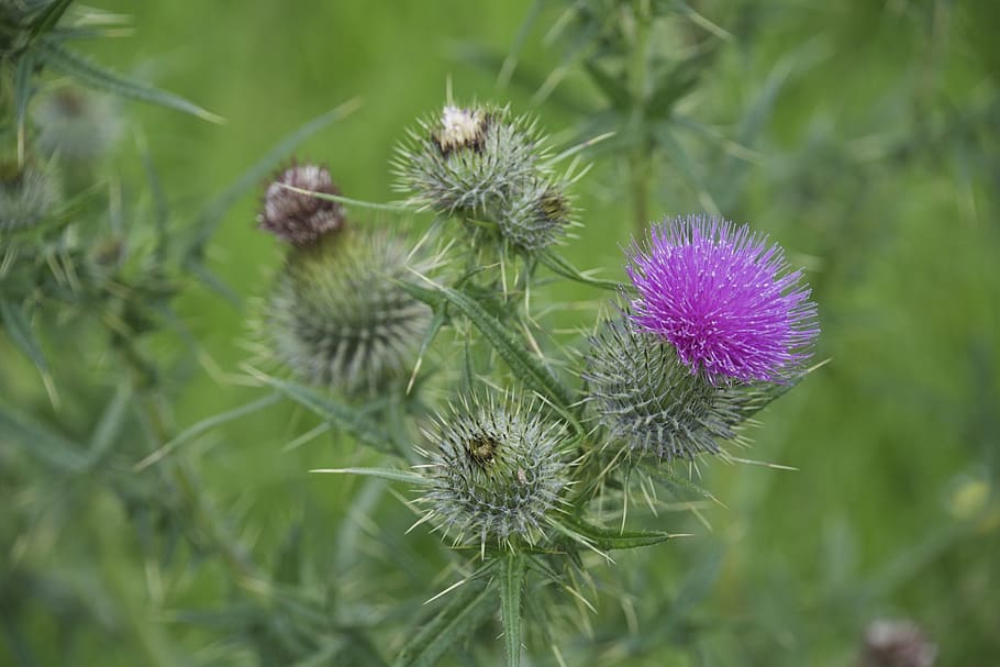 thistle, head, purple, thorn, wild, nature, plant, flower, summer HD wallpaper