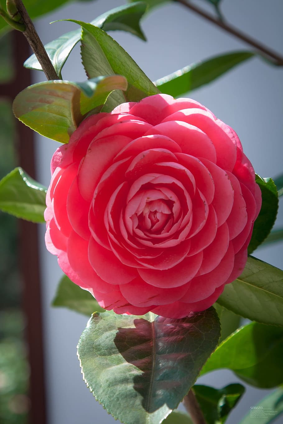 camellia, bloom, plant, red, close-up, freshness, growth, beauty in nature, HD wallpaper