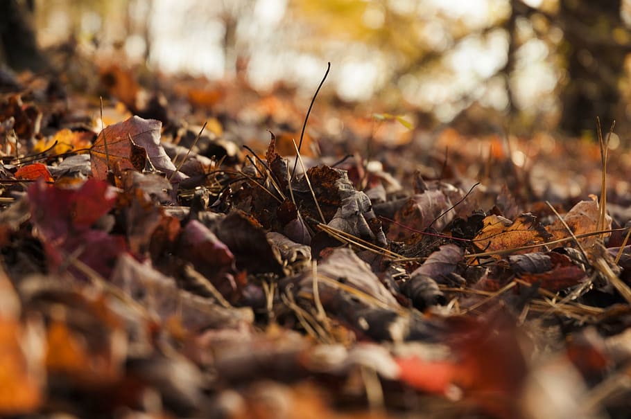 dead leaves on the ground