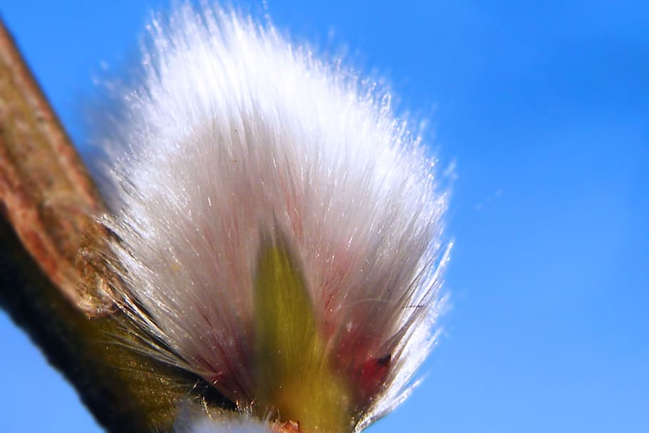 willow catkins, pasture, spring, close, close-up, nature, plant HD wallpaper