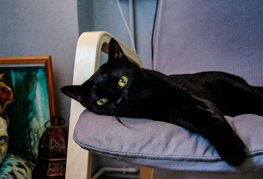 closeup photo of short-fur black cat lying on purple cushion in room HD wallpaper