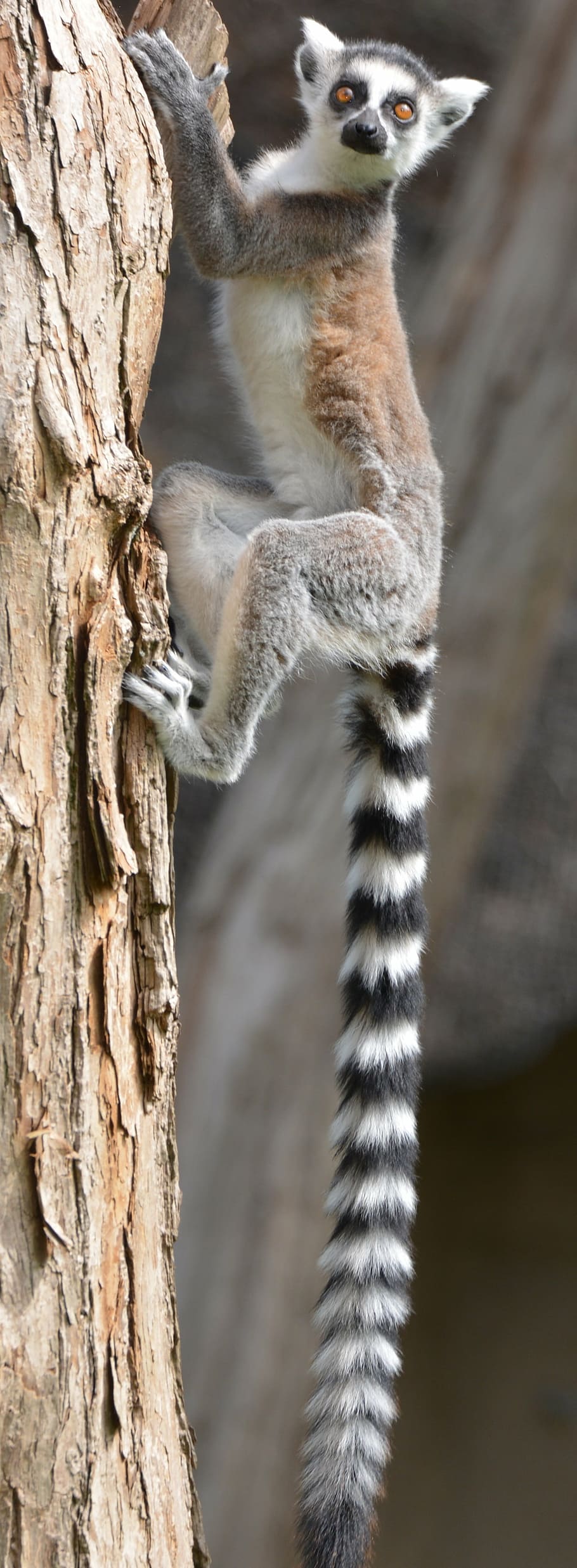 white and brown ring-tailed lemur on brown wooden tree trunk HD wallpaper