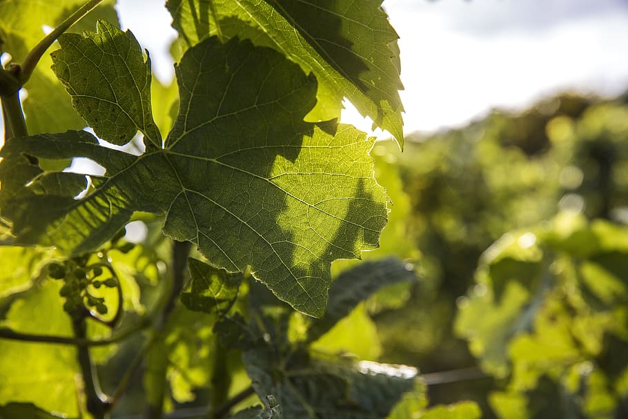 wine, vineyard, vines, grapevine, summer, nature, plant part HD wallpaper