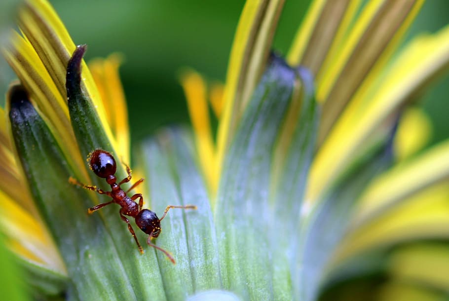 ant, red garden ant, red yellow node ant, myrmica rubra, insect, HD wallpaper