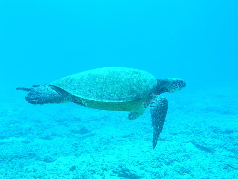gray turtle swimming, ocean, blue, sea, underwater, diving HD wallpaper