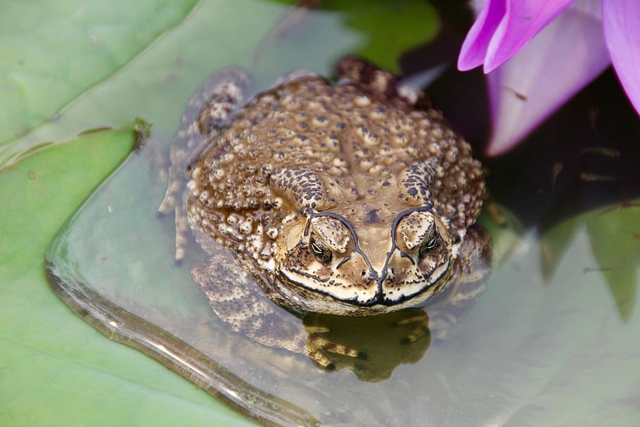 toad, frog, tadpoles, water, plant, water lily, monster, animal HD wallpaper