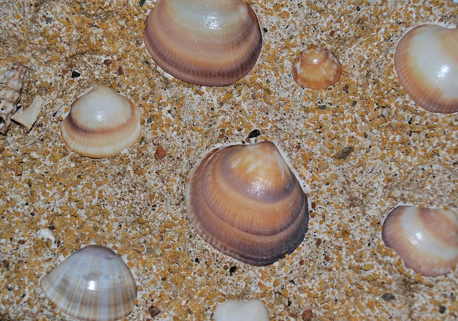 image, art, gypsum, sand, mussels, background, design, animal themes HD wallpaper