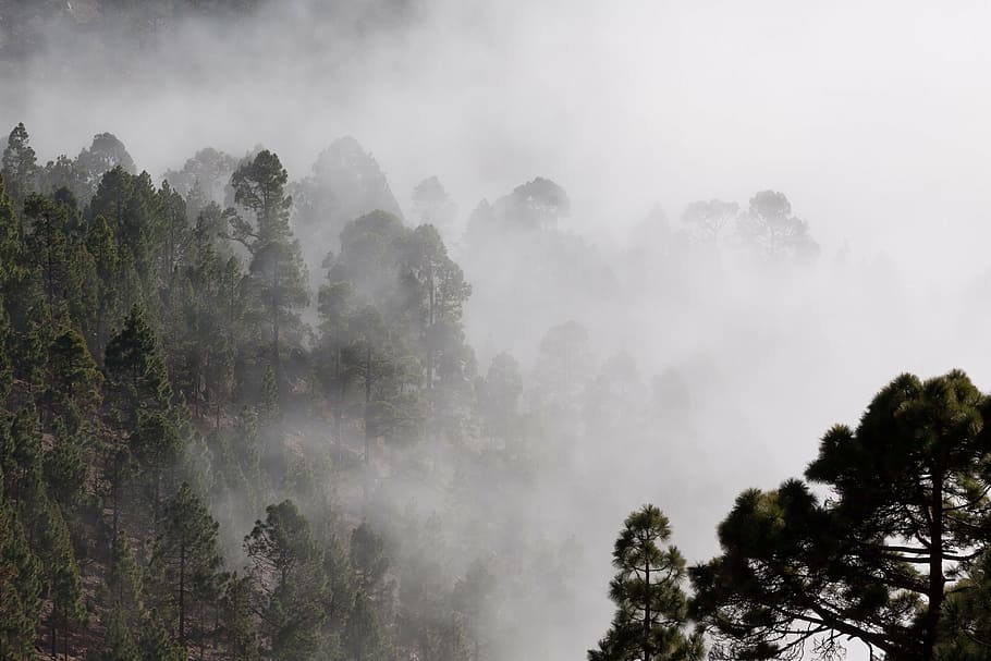 green forest trees covered with fog, outlines, pine, mysterious HD wallpaper