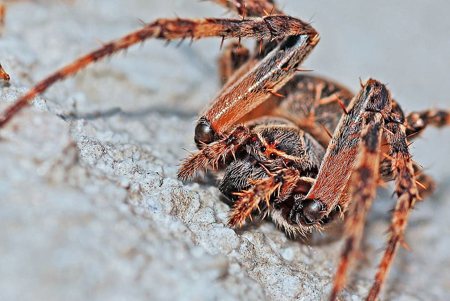 macro photograph of brown and black spider on white surface HD wallpaper