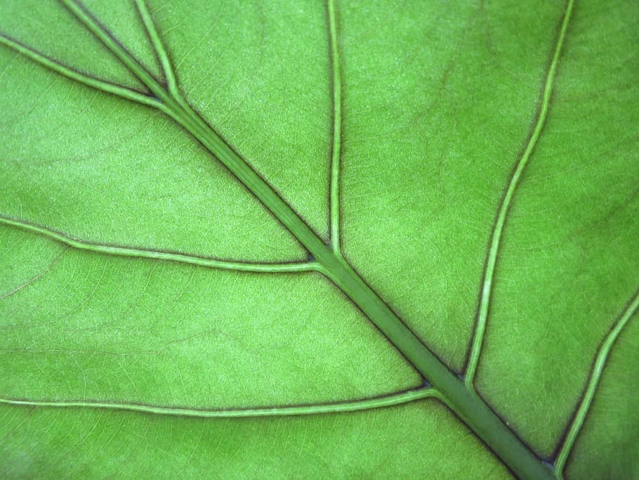 leaf, leaf veins, green, green color, full frame, backgrounds HD wallpaper