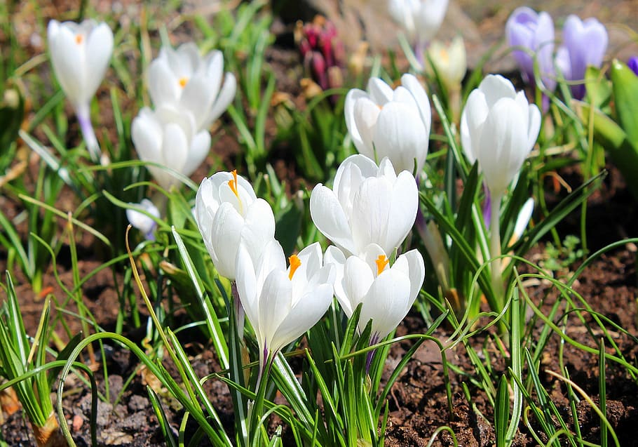 crocus, white, spring flowers, nature, plant, floral, blooming HD wallpaper