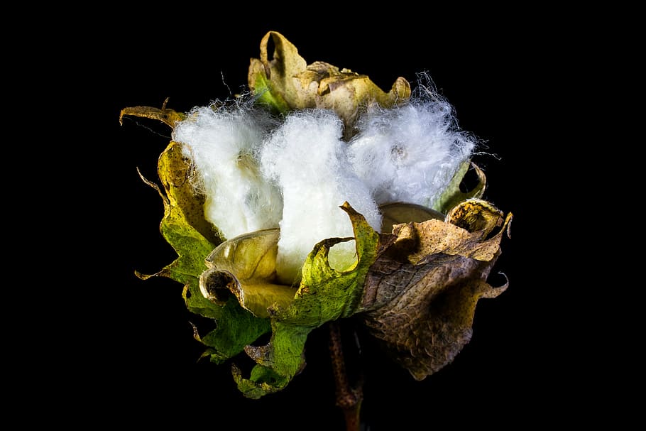 green flower, cotton capsule, cotton shrub, plant, black background, HD wallpaper