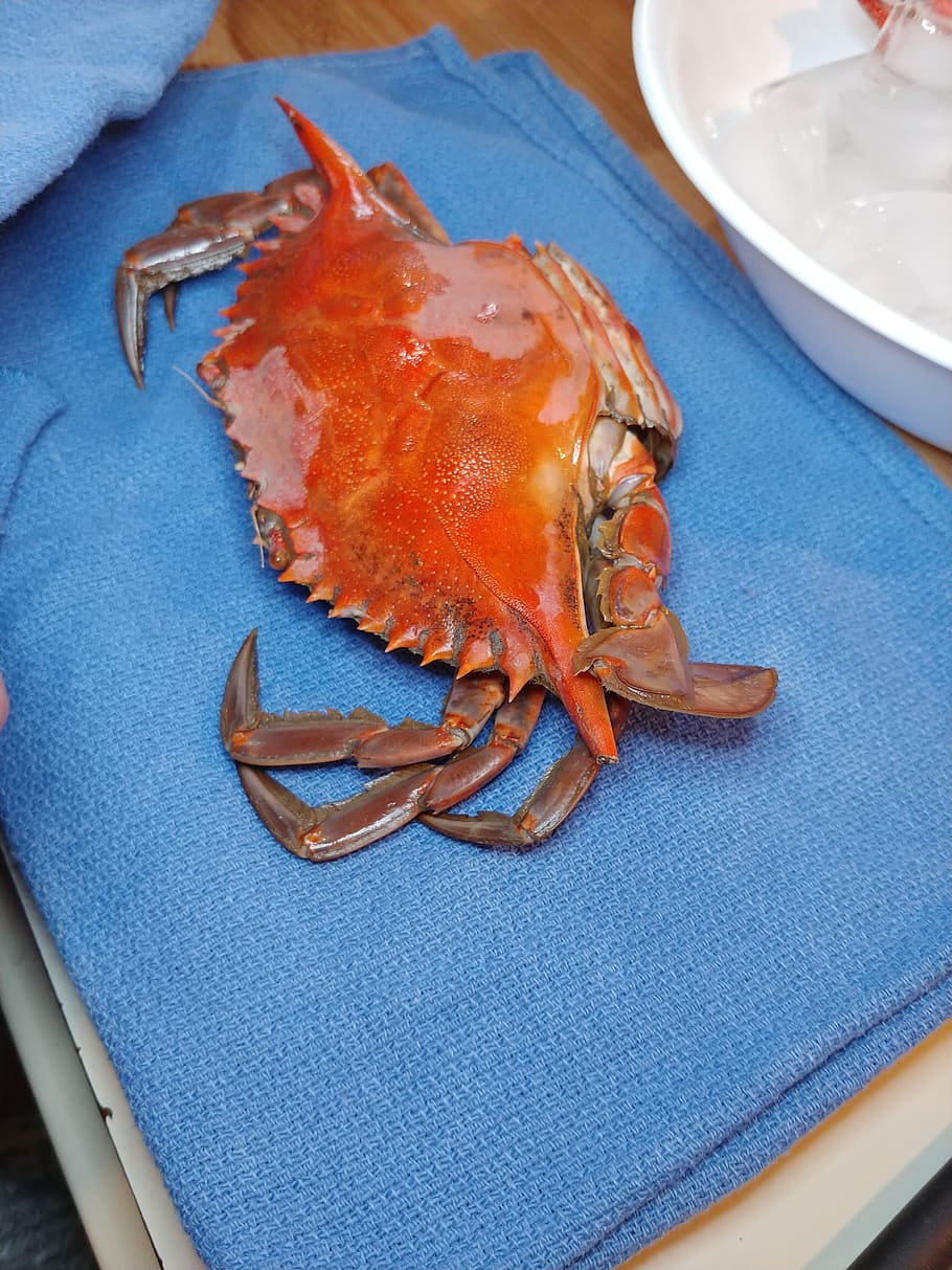 crab, seafood, crustacean, shellfish, claw, close-up, animal HD wallpaper