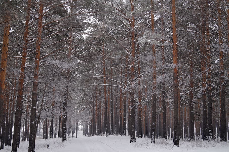 Forest, Trees, Winter, Nature, winter forest, tree trunks, landscape HD wallpaper