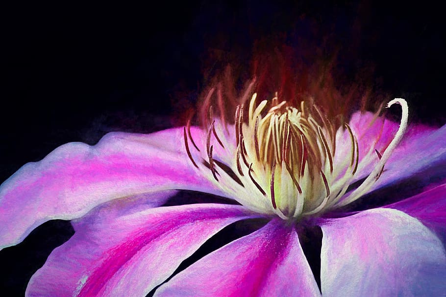 micro-photography of pink and yellow clematis, structure, close up HD wallpaper