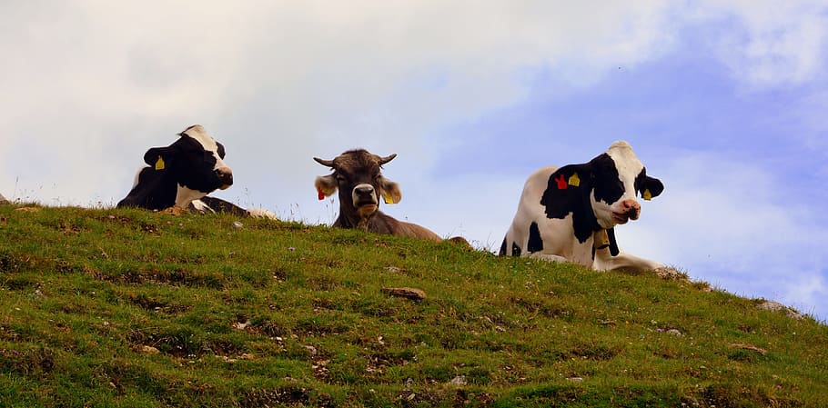 cow, pasture, rest, mountain, prato, animals, bovino, herd, HD wallpaper