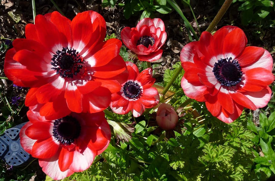 anemone, flowers, red, flowering plant, freshness, growth, fragility HD wallpaper
