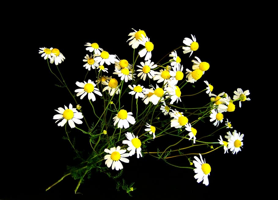chamomile, summer flower, white, nature, yellow, plant, freshness HD wallpaper