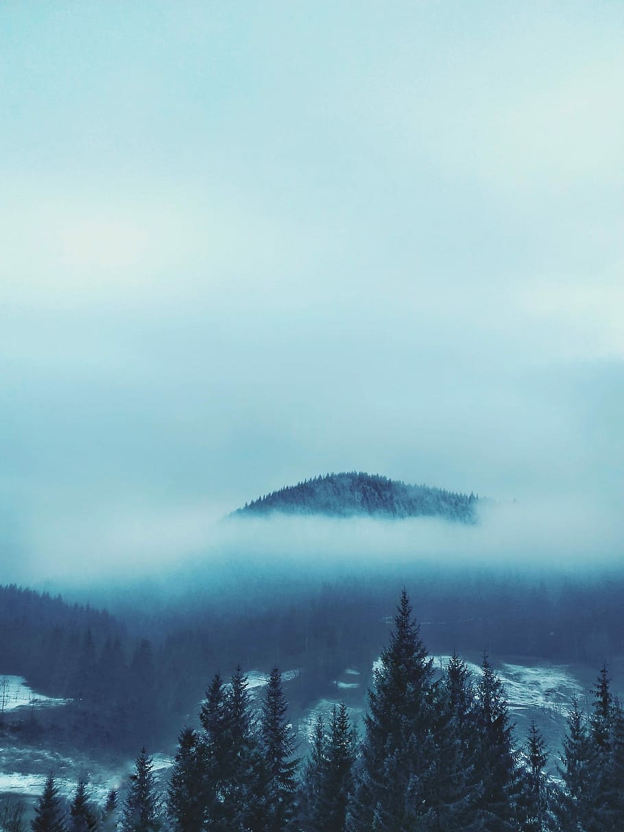 green pine tree in front of mountain, clouds covering mountain view HD wallpaper