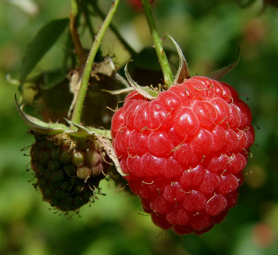 shallow focus photography of red fruit, raspberry, close up HD wallpaper