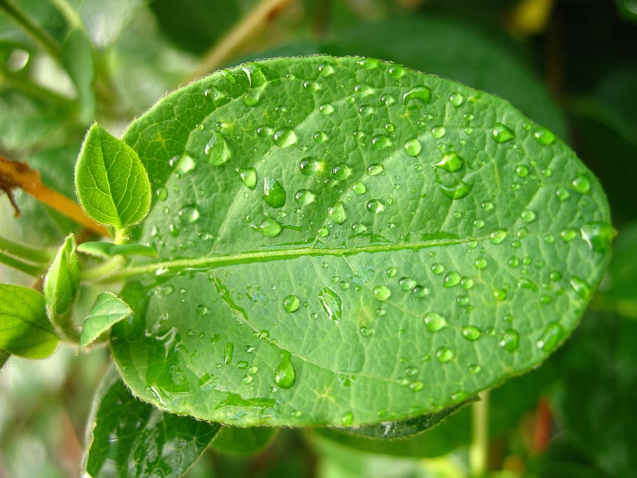 drops, green, leaf, water, plant, wet, plant part, green color HD wallpaper