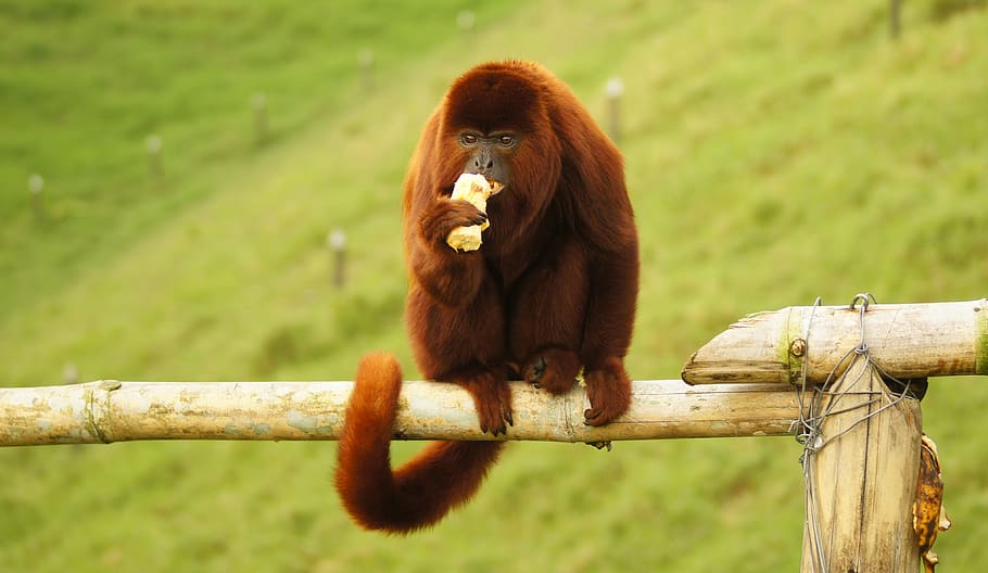 monkey on wood, animal, mono, howler monkey, finlandia, ape HD wallpaper